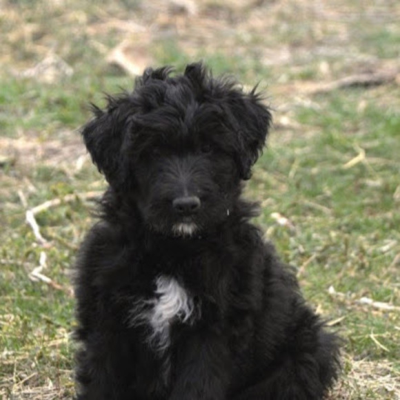 Meet your Posher, Isabelle - Picture 1 of 1